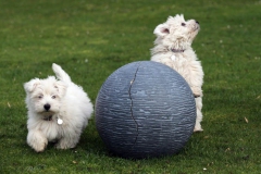 Terrier - West Highland White