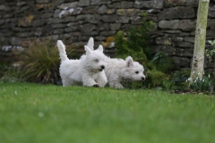 Terrier - West Highland White