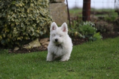 Terrier - West Highland White