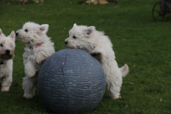 Terrier - West Highland White