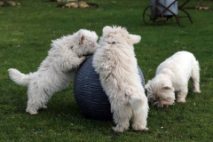 Terrier - West Highland White