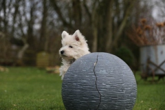 Terrier - West Highland White