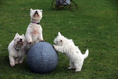 Terrier - West Highland White