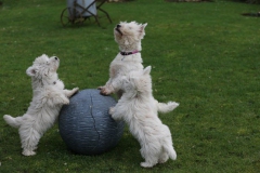 Terrier - West Highland White