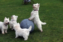 Terrier - West Highland White