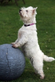 Terrier - West Highland White