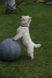 Terrier - West Highland White