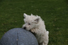 Terrier - West Highland White