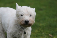 Terrier - West Highland White