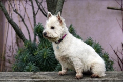 Terrier - West Highland White