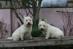 Terrier - West Highland White