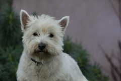 Terrier - West Highland White