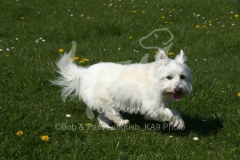 Terrier - West Highland White