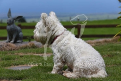 Terrier - West Highland White