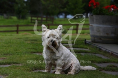 Terrier - West Highland White