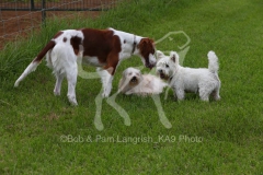 Terrier - West Highland White