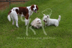 Terrier - West Highland White