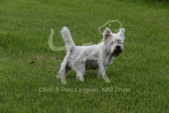 Terrier - West Highland White