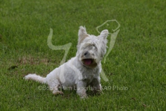 Terrier - West Highland White