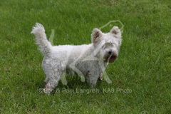 Terrier - West Highland White