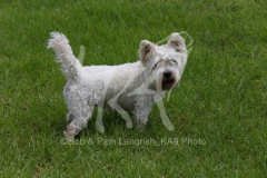 Terrier - West Highland White