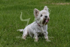 Terrier - West Highland White