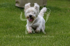 Terrier - West Highland White