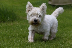 Terrier - West Highland White