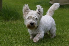 Terrier - West Highland White