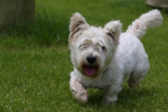 Terrier - West Highland White