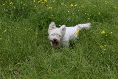 Terrier - West Highland White