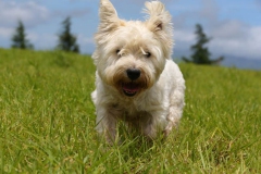 Terrier - West Highland White