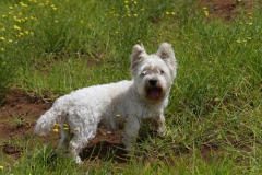 Terrier - West Highland White