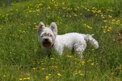 Terrier - West Highland White