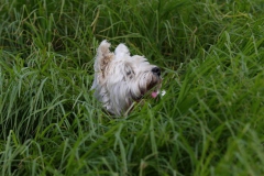 Terrier - West Highland White