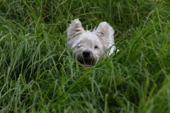 Terrier - West Highland White