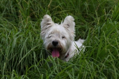 Terrier - West Highland White