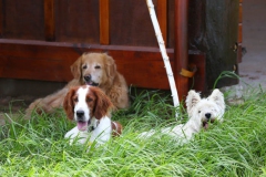 Terrier - West Highland White