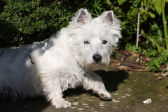 Terrier - West Highland White