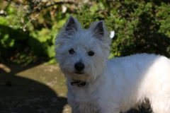 Terrier - West Highland White