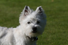 Terrier - West Highland White