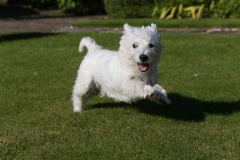 Terrier - West Highland White