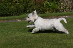 Terrier - West Highland White