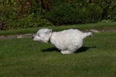 Terrier - West Highland White