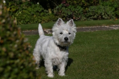 Terrier - West Highland White