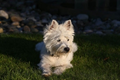 Terrier - West Highland White