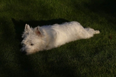 Terrier - West Highland White