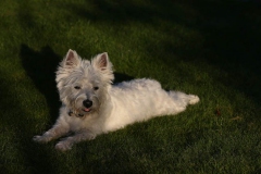 Terrier - West Highland White