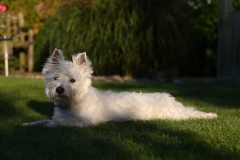 Terrier - West Highland White