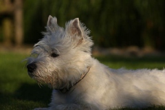 Terrier - West Highland White